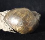 Ampullina sp. (FRUSSAC 1822) - Bild © FossNet FossilienStore
